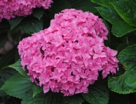 HYDRANGEA "PERFECTION", C3