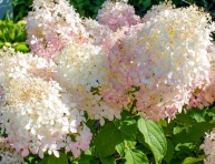 HYDRANGEA PANNICULATA "LIMELIGHT", C2