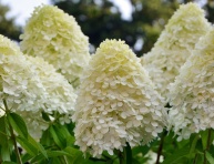 HYDRANGEA PANNICULATA "PHANTOM", C3