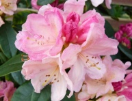 RHODODENDRON "PERCY WISEMAN", C5