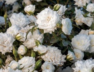 MINI WHITE, C1,4