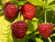 TAYBERRY, kont.