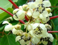 PLODOVÁ MERUZALKA (R. odoratum), kont.