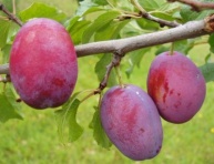 Čačanská ranná bal.