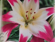 Ľalia PINK - WHITE