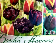 Kolekcia BLACK TULIPS
