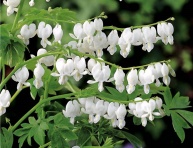 DICENTRA ALBA