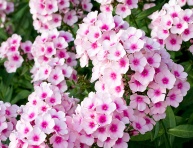 PHLOX FLAME PRO SOFT PINK