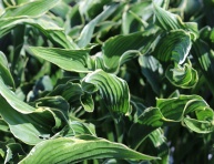 HOSTA ,, PRAYING HANDS,,