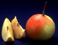 SORBOPYRUS TATAROVA, kont.