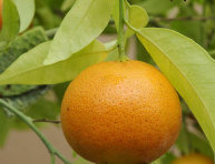 Citrus sp. "MICHAL"