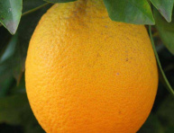 Citrus sinensis "JAFFA"
