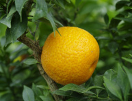 Citrus myrtifolia "CHINOTO"