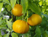 Citrus deliciosa "PATERNO"