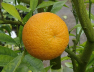 Citrus sp. "NOVA"