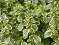 THYMUS CITRIODORUS, P14