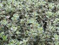 THYMUS "SILVER QUEEN", P14