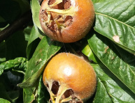 MIŠPUĽA "DELICE DES VANNES" (Mespilus germanica), kont.