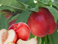 CHERNY PRINCE, kont.