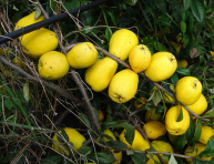 NORTHERN LEMON (Ch. x californica), kont.