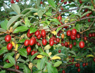 SWEET SCARLET (E. multiflora), kont.