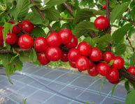 SWEET SCARLET (E. multiflora), kont.