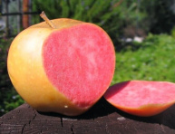 PINK PEARL, kont.
