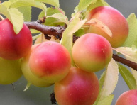 ZOETEWEI (P. cerasifera), kont.