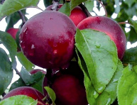 CHERRYCOSE, kont.