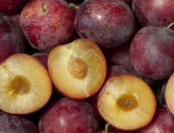 MIŠPUĽA "DELICE DES VANNES" (Mespilus germanica), kont.