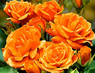 APRICOT NECTAR, bal.