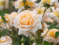 APRICOT NECTAR, bal.
