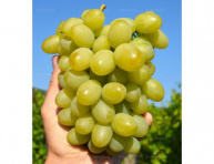 PAMJATI NEBESKOJ SOTNI, kont.