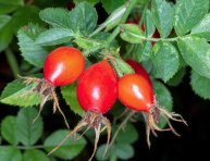 RUŽA HRDZAVÁ (R. rubiginosa), kont.