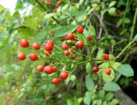 RUŽA MNOHOKVETÁ (R. multiflora), kont.