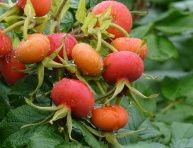 SCHNEEKOPPE (R. rugosa), kont.