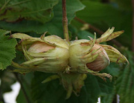 BORNHOLMS DIAMOND, kont.