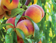 CHERNY PRINCE, kont.