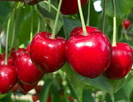 MINI MARHUĽA, kont.