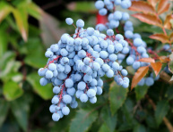 MAHÓNIA (Mahonia aquifolium), kont.