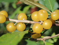 AMBER (Eleagnus umbellata), kont.