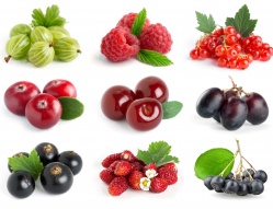 Najviac predávané druhy a odrody ovocnín