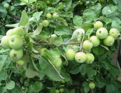 Prebierka plodov jabloní