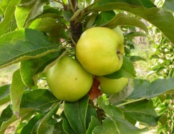 Jablone tanečnice - stĺpovité jablone