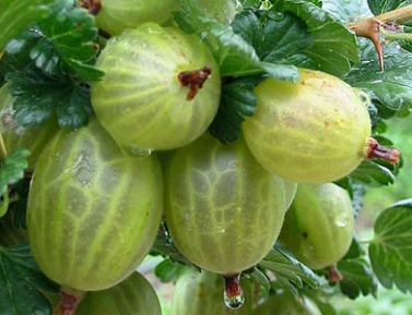 BIELY NÁDHERNÝ strom