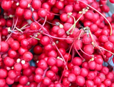 SCHIZANDRA ČÍNSKA (Schisandra chinensis (Turcz.) Baill.)