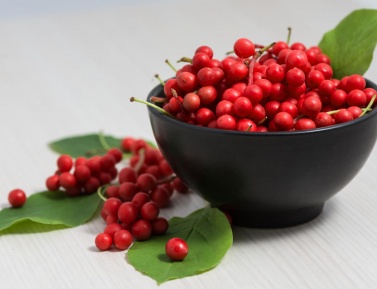 SCHIZANDRA ČÍNSKA (Schisandra chinensis)