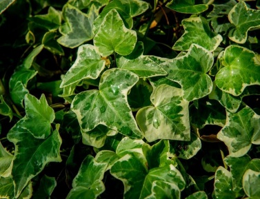 HEDERA HELIX "EVA", RK2