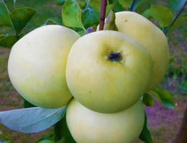 PRIESVITNÉ LETNÉ, M26