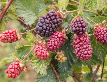 BOYSENBERRY, kont.